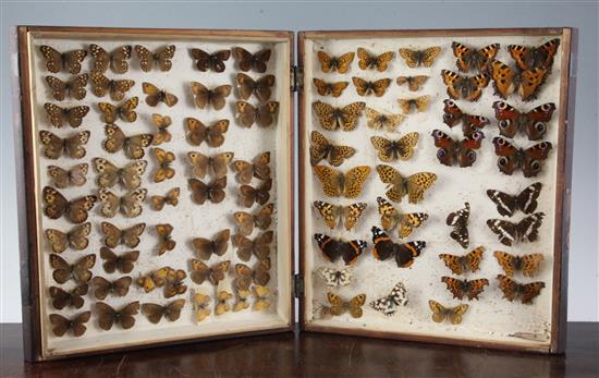 Two double book butterfly specimen cases, 13in.